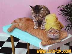 les chat